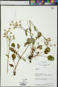 Packera obovata image