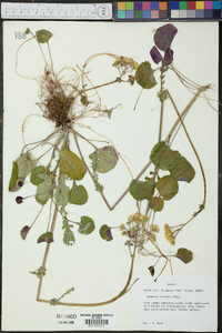 Packera obovata image