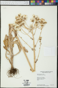 Senecio integerrimus var. exaltatus image