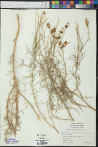 Senecio flaccidus image