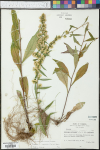 Solidago lancifolia image