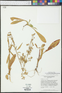 Solidago erecta image