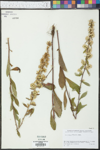 Solidago hispida image