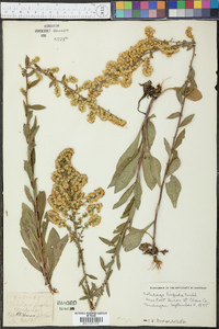 Solidago hispida image