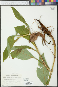 Solidago glomerata image