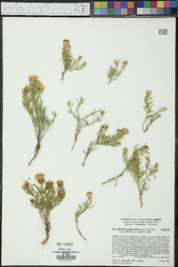 Porophyllum pygmaeum image