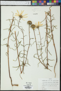 Phoebanthus tenuifolius image