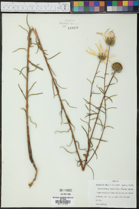 Phoebanthus tenuifolius image