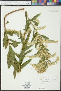 Solidago chapmanii image