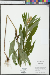 Solidago curtisii image