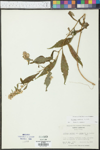 Solidago curtisii image