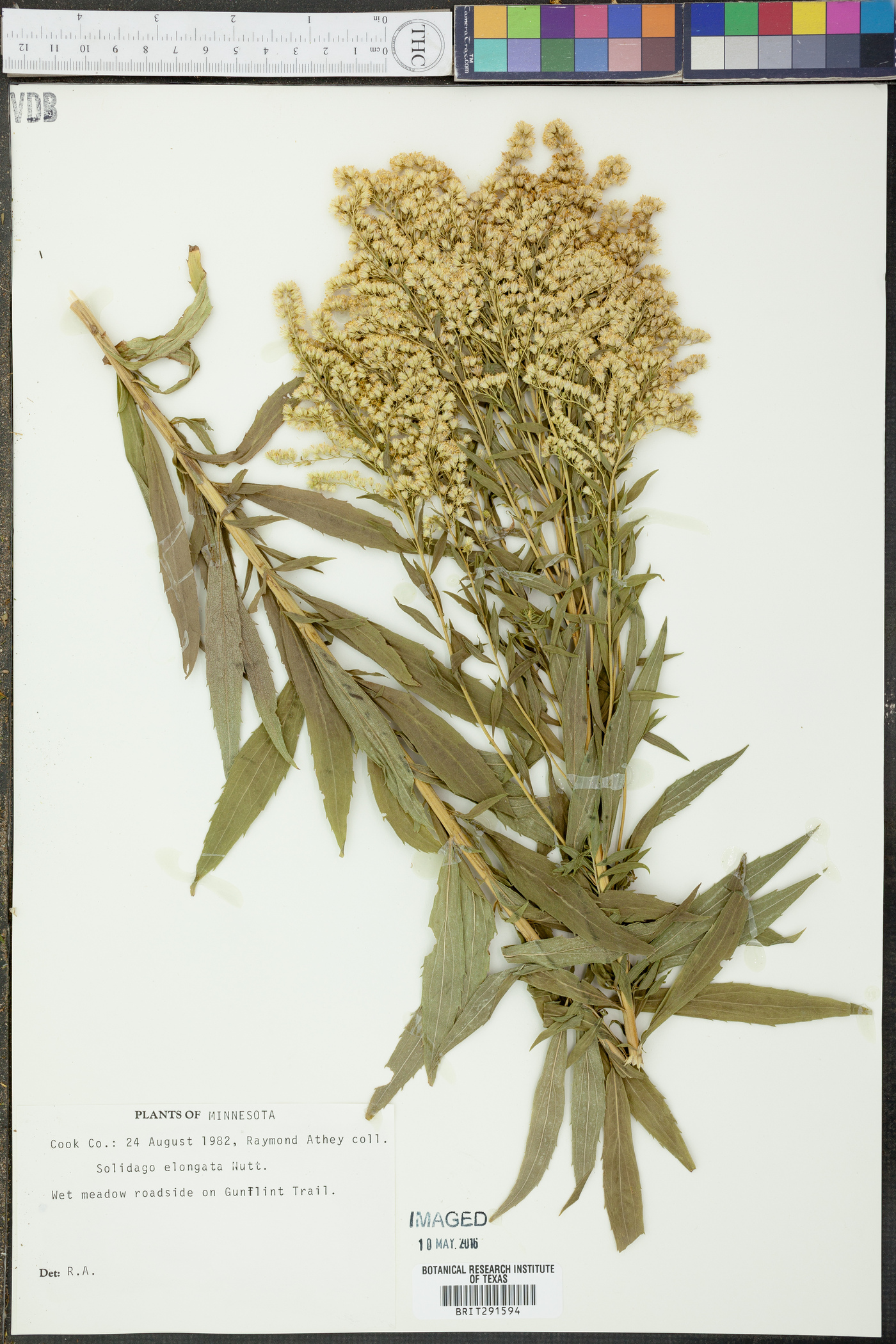 Solidago elongata image