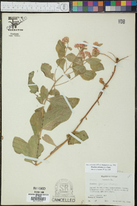 Pluchea odorata image