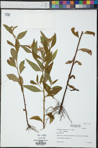 Pluchea odorata var. odorata image