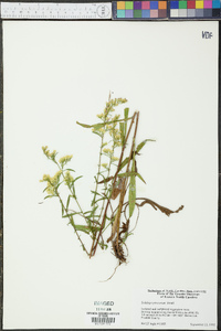 Solidago pinetorum image