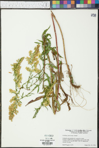 Solidago pinetorum image