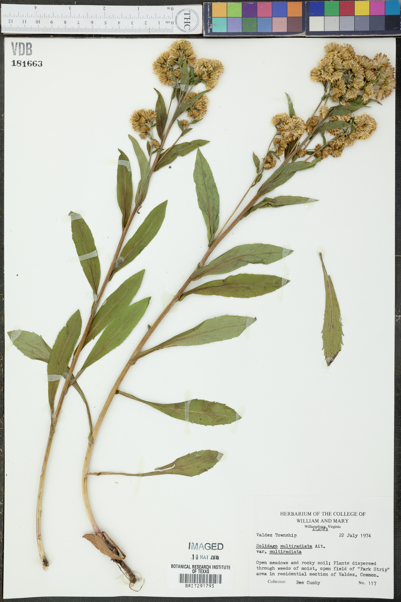 Solidago multiradiata var. multiradiata image