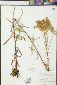 Solidago pinetorum image