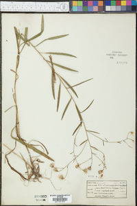 Aster ptarmicoides image