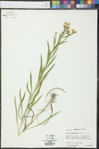 Aster ptarmicoides image