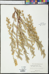 Solidago petiolaris image