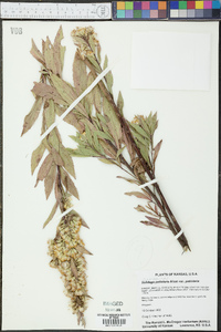 Solidago petiolaris var. petiolaris image