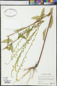 Solidago ludoviciana image