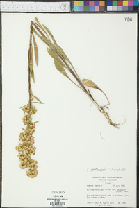 Solidago spathulata image