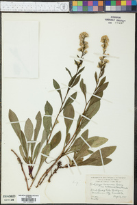 Solidago racemosa var. gillmanii image