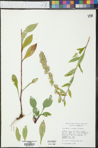 Solidago roanensis image