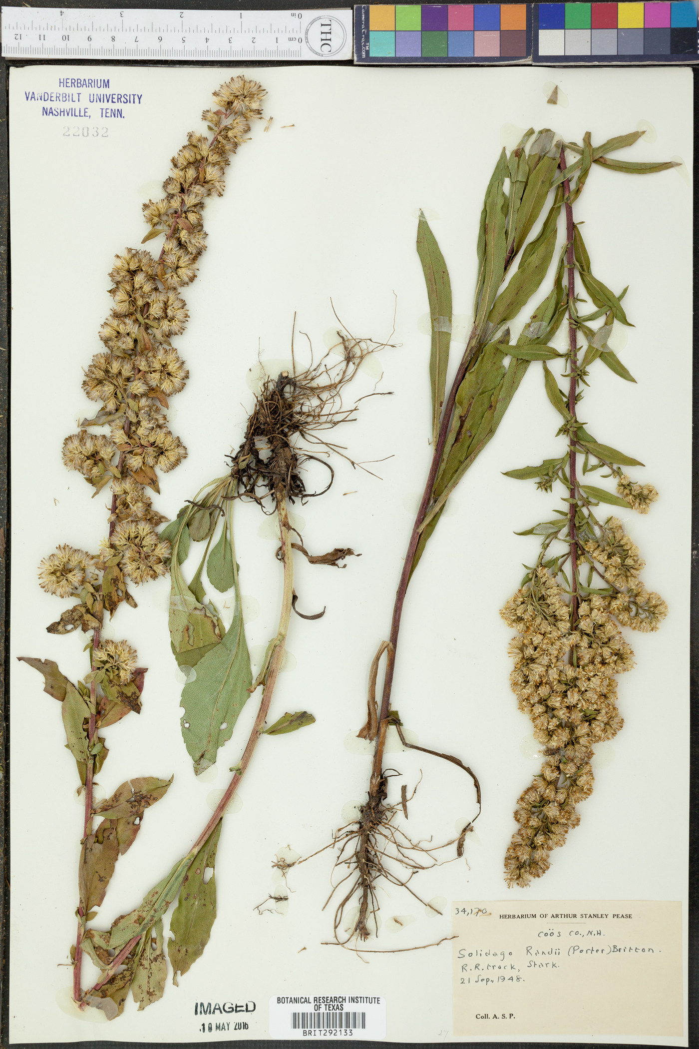 Solidago randii image