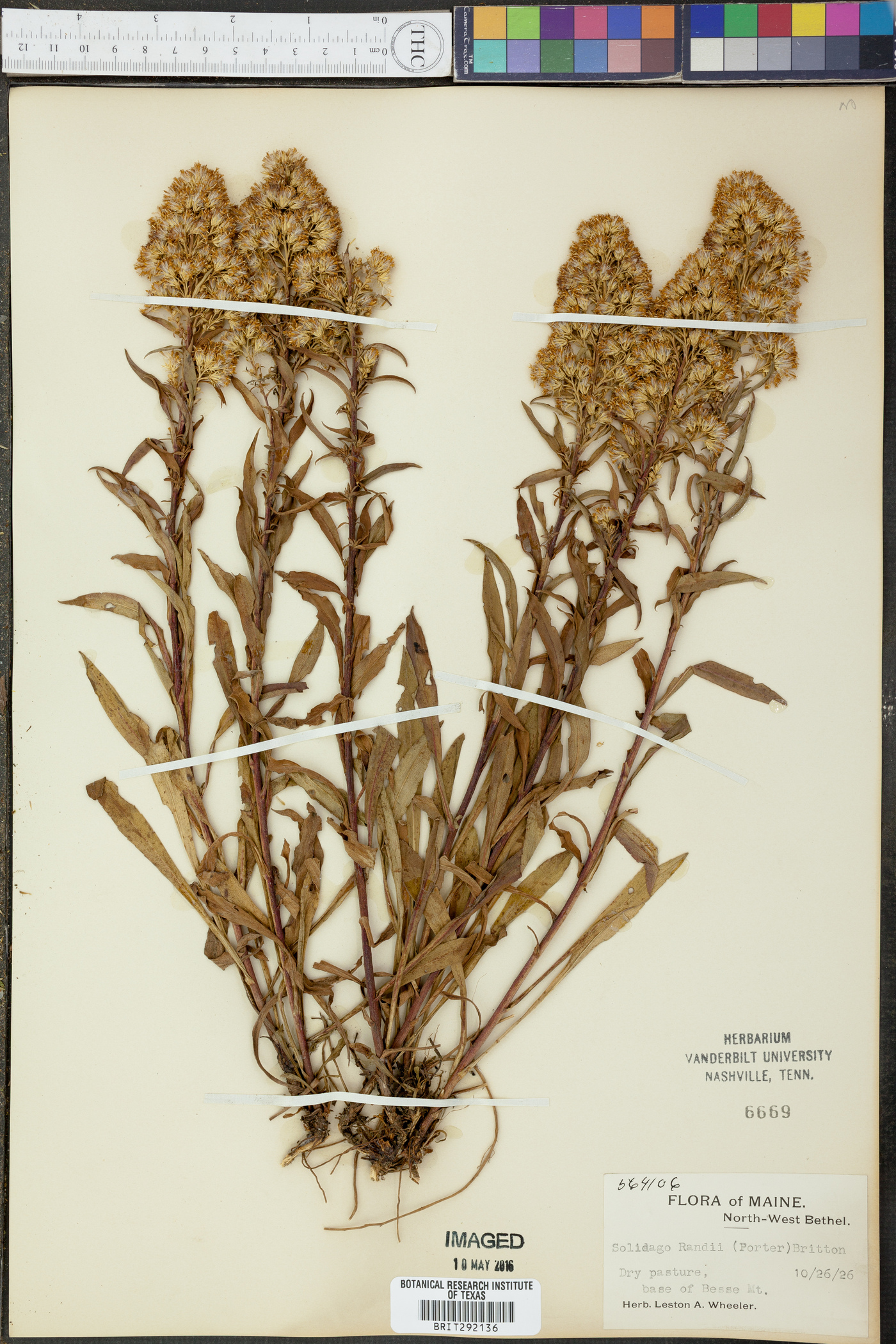 Solidago randii image