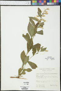 Solidago rugosa var. rugosa image