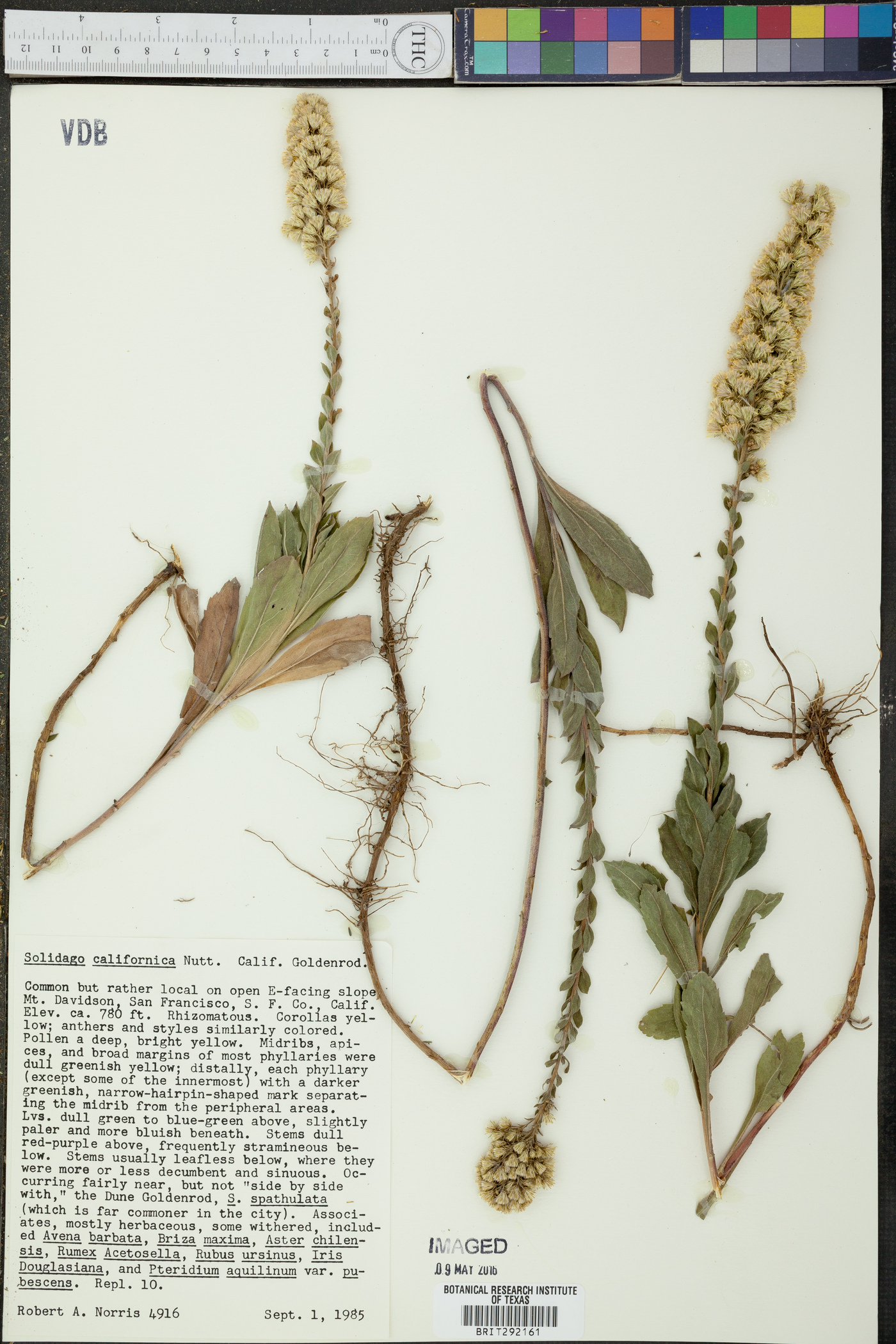 Solidago californica image