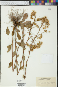 Solidago verna image