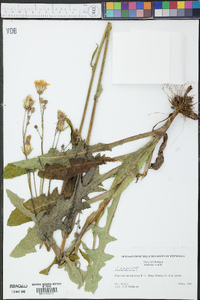 Sonchus oleraceus image