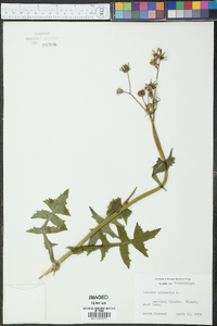 Sonchus oleraceus image