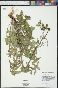 Sonchus oleraceus image