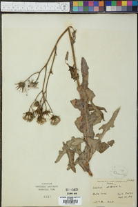 Sonchus arvensis image