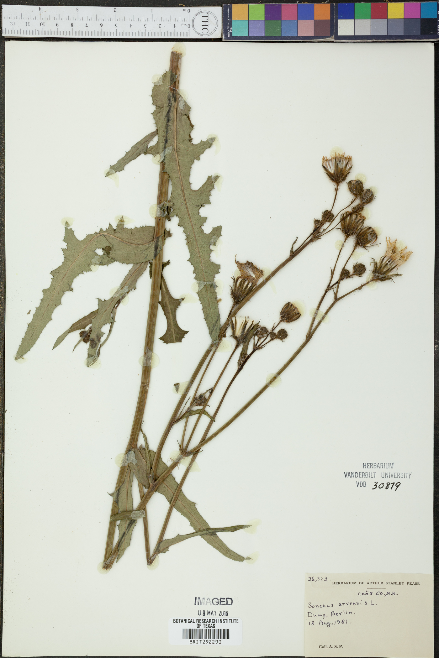 Sonchus arvensis image