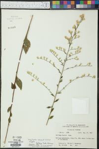 Solidago tarda image