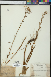 Solidago stricta image