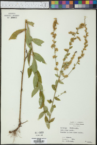 Solidago aspera image