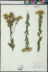 Solidago rigida image