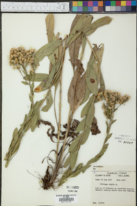 Solidago rigida image