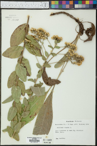 Solidago rigida image