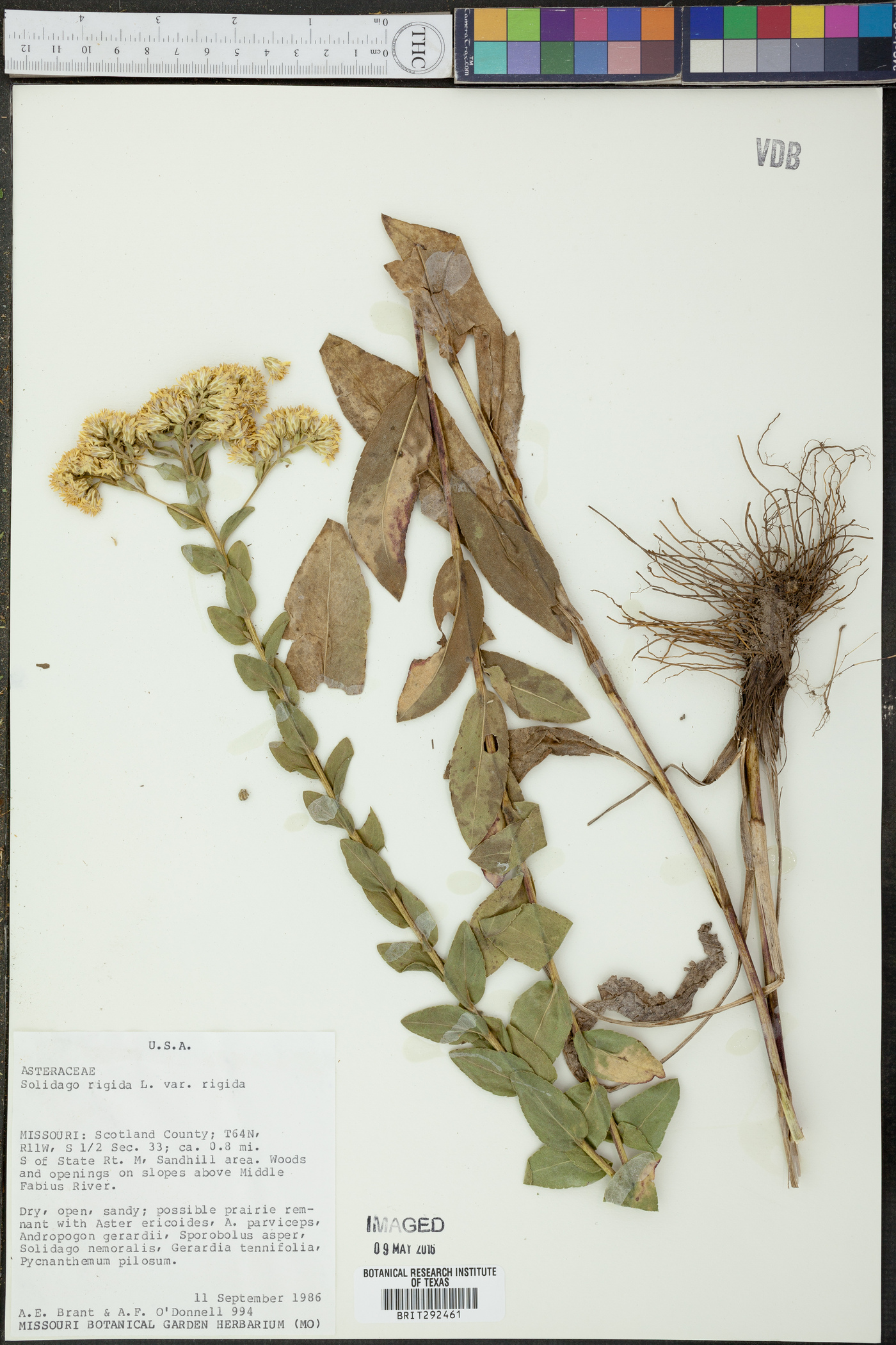 Solidago rigida var. rigida image