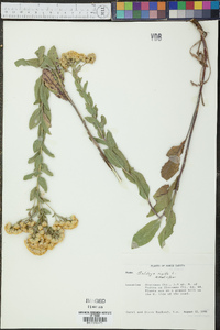 Solidago rigida image