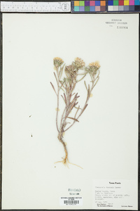 Townsendia texensis image