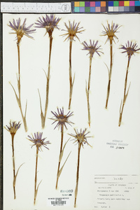 Tragopogon porrifolius image